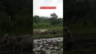 Simbiosis mutualisme antara burung dan Manusia #desaramahburung