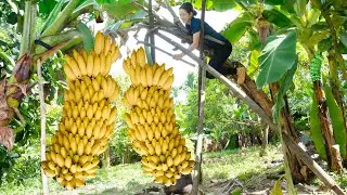 Harvest Bananas have many fruits, Snail cooked with Banana and beans Goes to the market sell