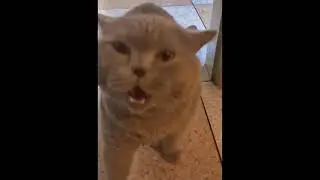 Funniest Animal Moments of 2021 - Best Dog and Cat Fails Compilation!