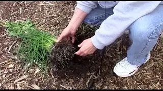 Dividing Chives. How I Easily Made more For Myself and Some to Share.