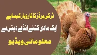 Turkey Birds Farm in Pakistan|Turkey Birds Chicks|Turkey Birds Profit and Loss