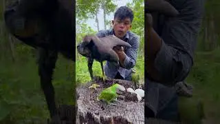 How to keep wild birds useful#love #baby #beautiful #nature