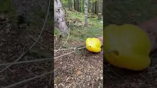 🌲 Die beliebteste Wahl f&uuml;r Profis & Hobby-Holzf&auml;ller! 🌲 #seilwinde #winden #outdoors