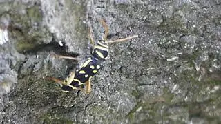 Eichenwidderbock im Einsatz, Plagionotus arcuatus