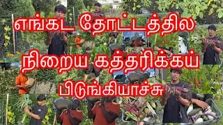 எங்கட தோட்டத்தில நிறைய கத்தரிக்கய் பிடிங்கியாச்சு