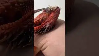 Find out how to help your pogona shed completely. #iguana #animals #beardeddragon