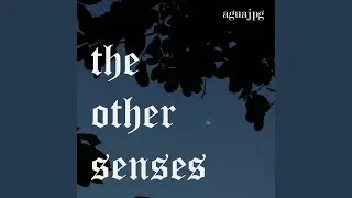 The Other Senses