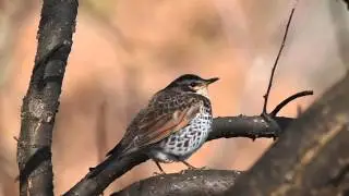 ツグミ