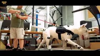 Introduction to the Julius-K9 Powerharness