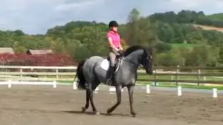 #29: The Half Halt &mdash; 40 Fundamentals of English Riding