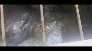 ngasih MAKAN BULUS BESAR |UMUR 15 TAHUN😱 #Reptil #Duniahewan #labi-labi #bulusterbesar