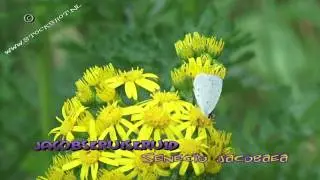 Jakobskruiskruid - Jacobaea vulgaris - Ragwort, Cushag