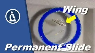 How to make Permanent Mount of An Insect Wing ||Practical @Cssreview10M