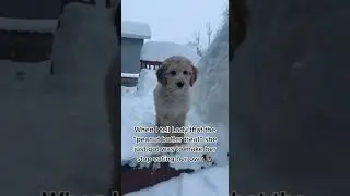 Замороженные лакомства просто слишком соблазнительны! 🤣 #собачница #собакинаYouTube #дудл