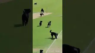 Watch this short and surprising moment that will leave you speechless!