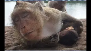 Pity for Breen was tired, Good Bree's mommy monkey