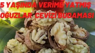 86-5 YAŞ Hİ&Ccedil; BUDANMAMIŞ OĞUZLAR 77 CEVİZİ