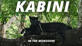 Why is Kabini a great place to visit in the monsoon?
