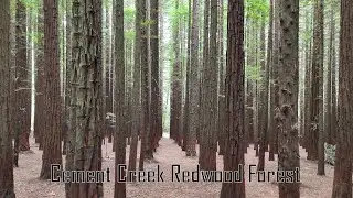 Cement Creek Redwood Forest, Victoria, Australia