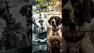 Fue la &Uacute;NICA PERRA prisionera de guerra OFICIAL en la historia  #HistoriasReales  #historiamilitar