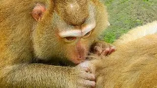 Really love action of Bonita monkey was grooming and cleaning skin for young female by true love