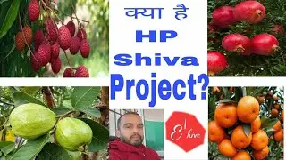 What is HP Shiva Project?