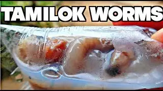 Slimy FILIPINO DELICACY! | eating FILIPINO FOOD in PALAWAN