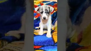 Boop, Blue Merle Female Bella BaSheltie . . .  #BaSheltie #basenji #basenjihybrid #sheltie