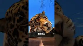Finger Licking Big Cats. ❤