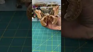Unpinning Tuliptree silkmoth #naturalwonders #ethical #insects #butterfly