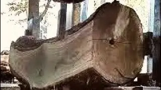 sawing African teak wood at the sawmill  #woodworking 