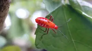 A Close-Up World, The Stunning Red Cotton Stainer Bug