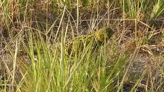 Eastern Ground Parrot at Great Sandy National Park, Cooloola, Queensland, Australia.