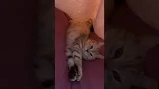 #catvideos #catlover #cat #catsleeping #cats