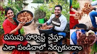 Haldi Harvest, గంపేడంత పసుపు పండింది #turmeric how to grow turmeric at home