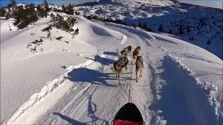 Sleddog sull'Altopiano di Asiago - Escursione con i cani da slitta sulla neve - Gennaio 2018