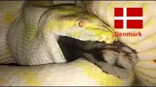 Big Burmese Python eat monster rabbit