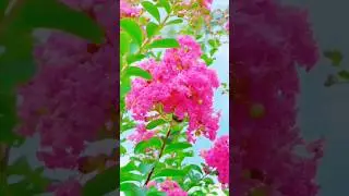 Pink flowering tree#short#shortvideo #yutubeshorts #beatifulflowers #nature #shorts