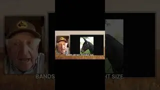 Ear-Shy Mule