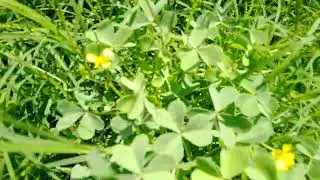 Allowing nature to be. Diversity when allowing rewild. After a rain.