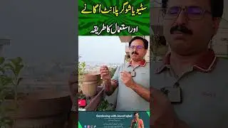 How To Grow 