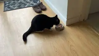 My new cat eating for the first time at my house 