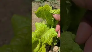 How To Pick Lettuce #SHORTS Harvest Lettuce ASMR