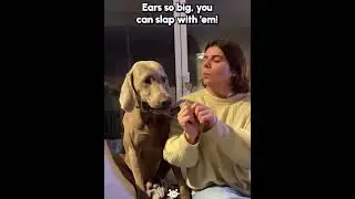 Dog&rsquo;s attitude towards owner#funnydog #funnyvideos #funny #dog #foryou #usa🇺🇸 #fyp