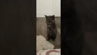 The Cutest Standing Cat You'll See Today! #shorts