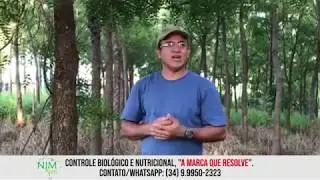 216 - Árvore de Nim Mata Abelhas? Caixa de Abelhas em árvore de Neem Indiano.