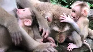 Funny Monkey Family Moments Caught on Camera - You Won't Believe How Monkeys Play!