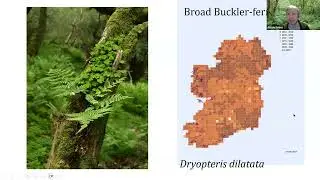 Dryopteris in Northern Ireland (and further afield) with Alison Evans