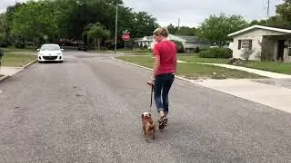 4 Month Old English Bulldog Learns To Walk In Heel