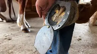 INJURED HOOF gets CUSTOM SHOE